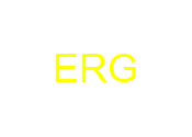 ERG
